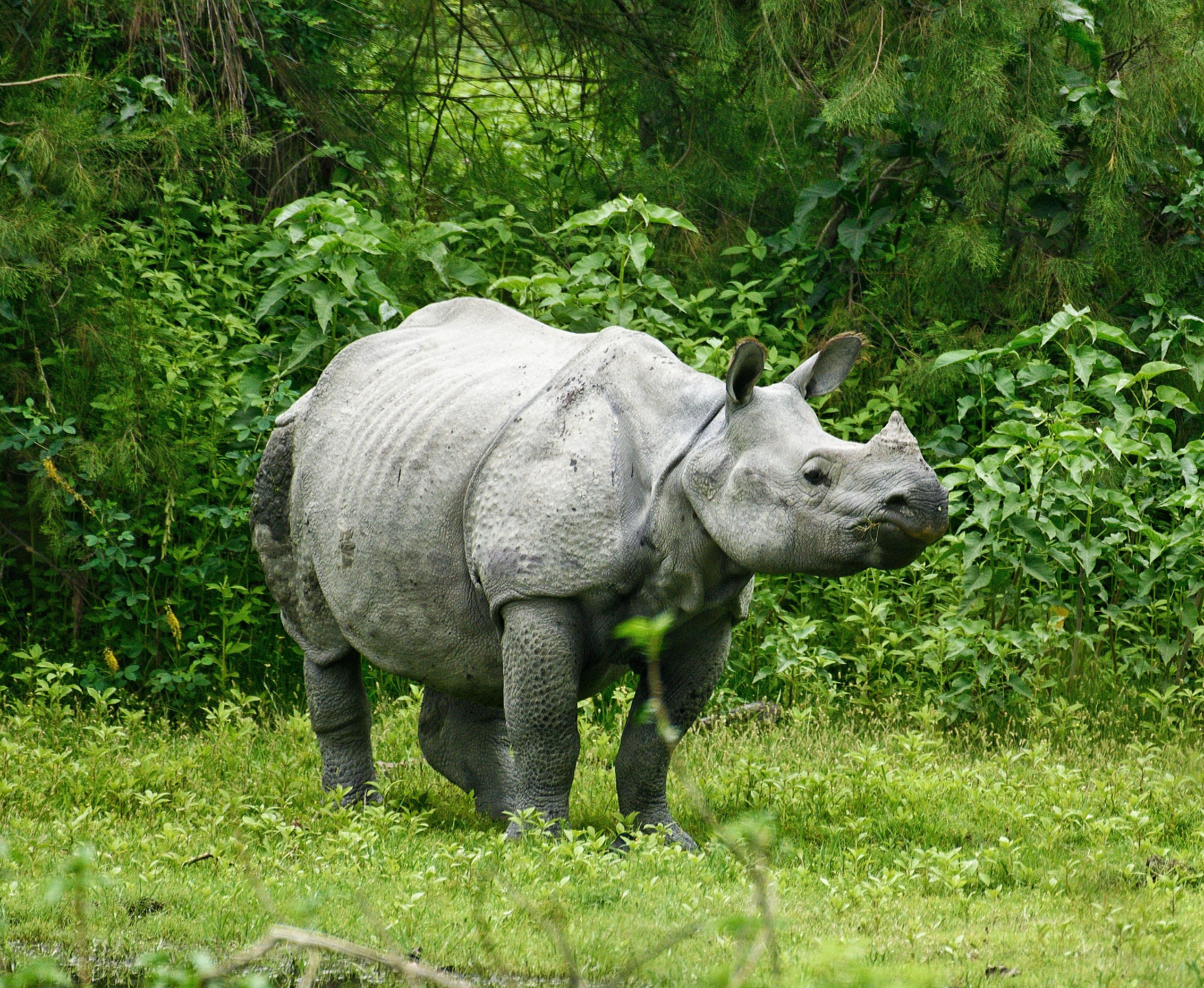 One-horned rhinoceros in Chitwan